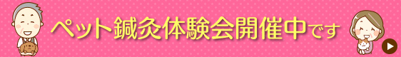 ペット鍼灸体験会開催中です